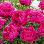  Bujor Red Sarah Bernhardt