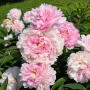 Bujor Sarah Bernhardt