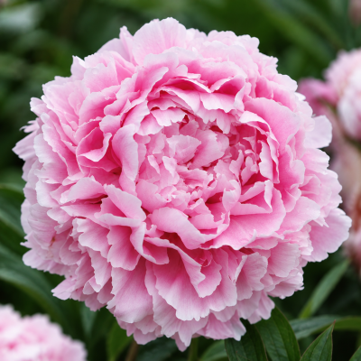 Bujor Sarah Bernhardt
