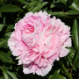 Bujor Sarah Bernhardt
