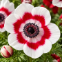 Anemone Bicolor