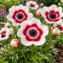 Anemone Bicolor