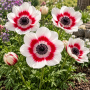 Anemone Bicolor