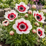 Anemone Bicolor