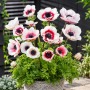 Anemone Bicolor