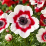 Anemone Bicolor