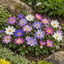 Anemone Anemone Blanda Mixed