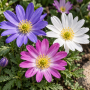 Anemone Anemone Blanda Mixed
