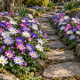 Anemone Anemone Blanda Mixed