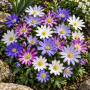 Anemone Anemone Blanda Mixed