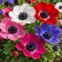 Anemone De Caen Mixed
