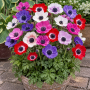 Anemone De Caen Mixed