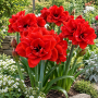 Amaryllis Double Red Nymph