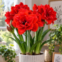 Amaryllis Double Red Nymph