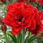Amaryllis Double Red Nymph