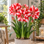 Amaryllis Exotic Peacock