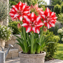 Amaryllis Exotic Peacock