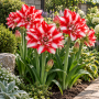Amaryllis Exotic Peacock