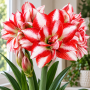 Amaryllis Exotic Peacock