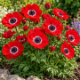 Anemone Hollandia