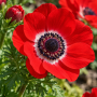 Anemone Hollandia