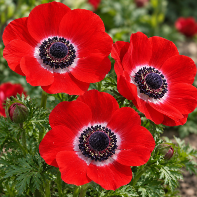 Anemone Hollandia