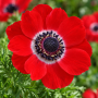 Anemone Hollandia