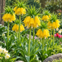 Fritillaria Lutea