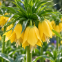 Fritillaria Lutea