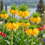 Fritillaria Lutea