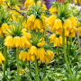 Fritillaria Lutea