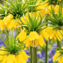 Fritillaria Lutea