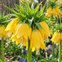 Fritillaria Lutea