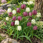 Fritillaria Meleagris Mixed
