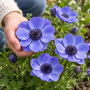 Anemone Mr. Fokker