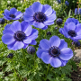 Anemone Mr. Fokker