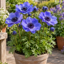 Anemone Mr. Fokker