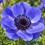 Anemone Mr. Fokker