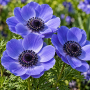 Anemone Mr. Fokker