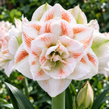 Amaryllis Nymph