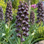 Fritillaria Persica