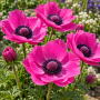 Anemone Sylphide