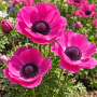 Anemone Sylphide