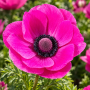 Anemone Sylphide