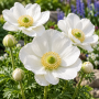 Anemone The Bride
