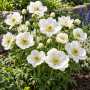 Anemone The Bride