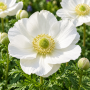 Anemone The Bride