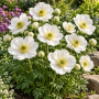 Anemone The Bride
