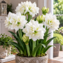 Amaryllis White Peacock ®