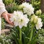 Amaryllis White Peacock ®